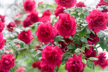 rose bush flowers during blossoming after rain