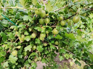 green apples on a tree