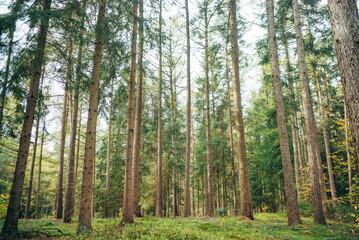 Spaziergang durch Wald bei Tostedt