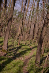 Obraz premium footpath trough the leafless forest during spring season