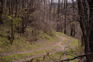 Fototapeta premium footpath trough the leafless forest during spring season