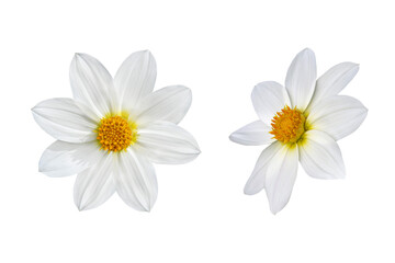 Fototapeta premium Couple of white dahlia flowers isolated in white background