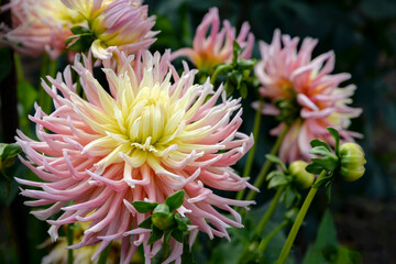 Lite pink and yellow dahlia flowers in garden