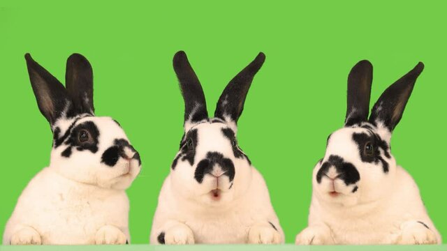 Three rabbits with great interest talks on a green screen.