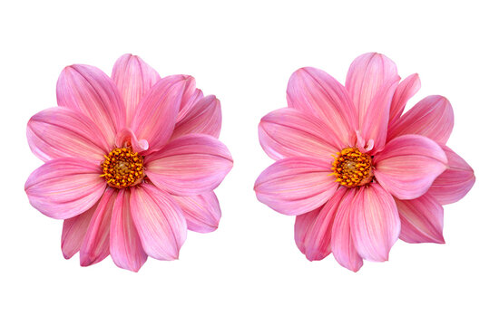 Couple of pink dahlia flowers isolated in white background