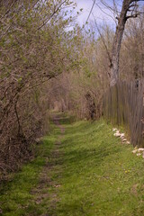 footpath trough the leafless forest during spring season