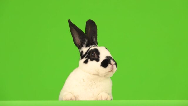The rabbit is talking and showing tongue and looking at the camera on a green screen.