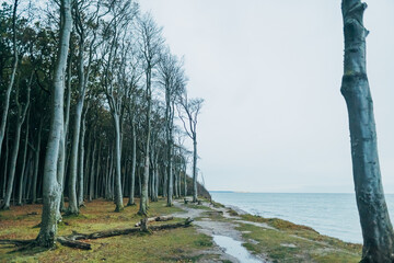 Herbstlicher Gespensterwald bei Nienhagen an der Ostsee