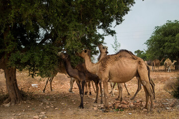 camels eat the fruit of the argan tree, Morocco, Agadir