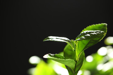 Closeup view of green tea plant against dark background. Space for text