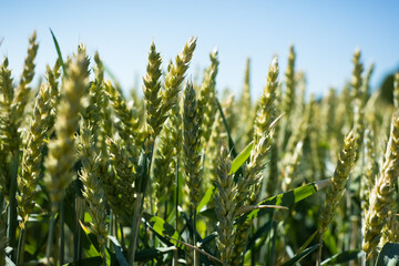 Backlit wheat field and blue sky in Linköping in summer