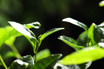 Obraz premium Closeup view of green tea plant against dark background