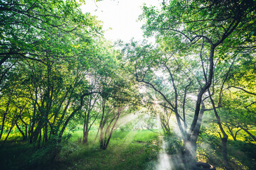 Fototapeta na wymiar Scenic landscape with sunbeams through tree branches. Summer park in sunlight. Green scenery with beautiful trees golden morning light. Wonderful sunny view. Fresh greenery in spring park in sun beams
