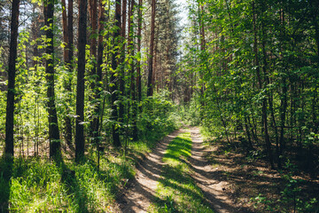 Thickets in dense forest. Scenic sunny view with contrasts of forest. Beautiful woody landscape surrounded by many trees and lush vegetation in sunlight. Atmospheric forest scenery with rich flora.