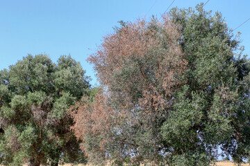Olive tree affected by the bacterium xylella fastidiosa in Puglia, Italy
