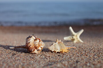 Sea shells and starfish on the beach. Sandy beach with waves. Summer vacation concept. Holidays by the sea