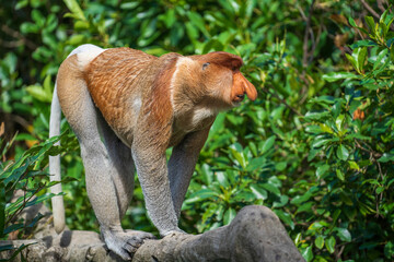 Family of wild Proboscis monkey or Nasalis larvatus, in the rainforest of island Borneo, Malaysia, close up