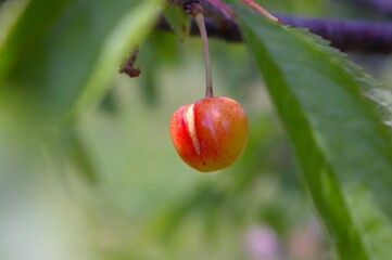 Cherry fruit split by excessive rains. Cracking fruit. Fruit ripening.