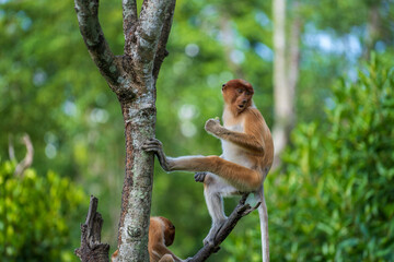 Family of wild Proboscis monkey or Nasalis larvatus, in the rainforest of island Borneo, Malaysia, close up