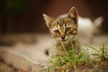Obraz premium Tabby kitten resting in a summer garden
