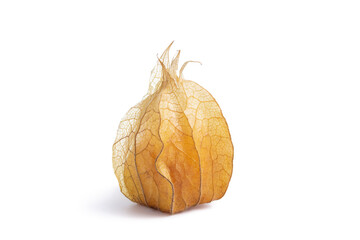 One closed calyx gooseberry, physalis isolated on white background, clipping path