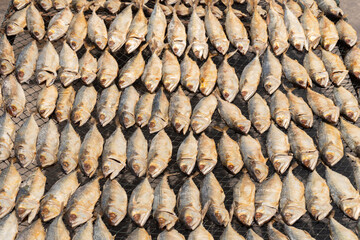 salted Mackerel, is fish cured with dry salt and thus preserved for later eating. Photographed at close range in the fish market.