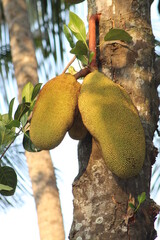 JACK FRUIT ON TREE