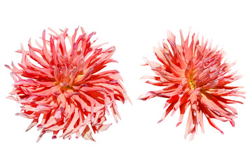 Couple of red dahlia flowers isolated on white background