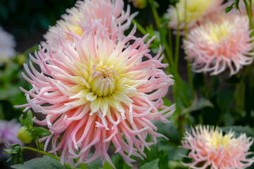 Lite pink and yellow dahlia flowers in garden