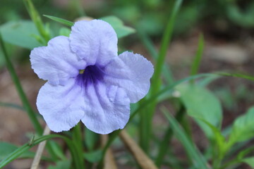 Obraz premium BEAUTIFUL FLOWER