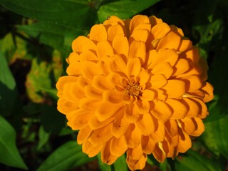 zinnia flower close up