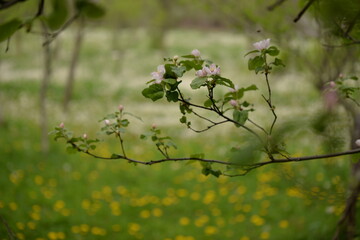 quince tree in blooming time. pink flowers on twig