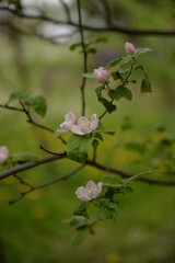 quince tree in blooming time. pink flowers on twig