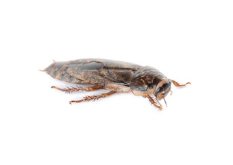Brown cockroach isolated on white. Pest control