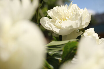 Obraz premium Closeup view of blooming white peony bush outdoors