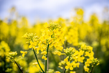 Blooming yellow rape field