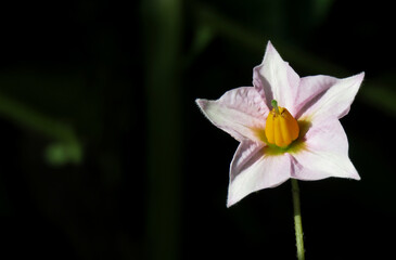 Flower of potato plant,Closeup of a potato flower.