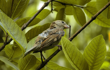 Sparrow on a branch,Beautiful bird on the branch.