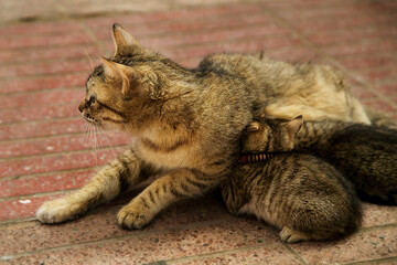 Naklejka na ściany i meble street cat with kittens, photos in warm colors