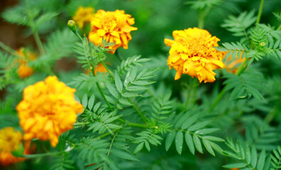 Mexican marigold or Tagetes erecta plant in the garden.