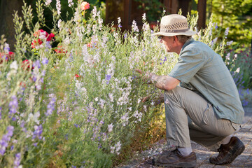 Naklejka na ściany i meble Mature gardener looking at the flowers in a flowerbed in a garden in the morning light