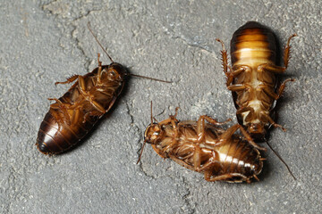 Dead brown cockroaches on grey stone background, flat lay. Pest control