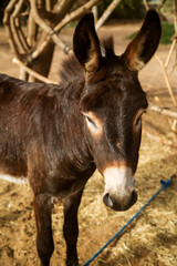 Naklejka na ściany i meble brown donkey in the village close up, Sunny photo