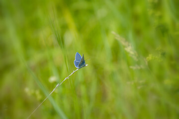 Common blue butterfly from Swedish meadows and grassland (Polyommatus icarus) 