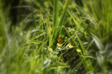 Beautiful colored butterfly (Boloria euphrosyne) from Swedish meadows and grassland