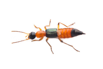 Rove beetle insect isolated on white background