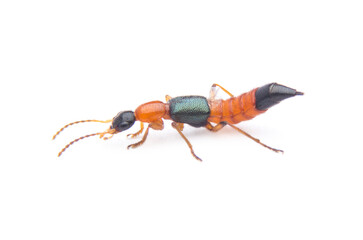 Rove beetle insect isolated on white background