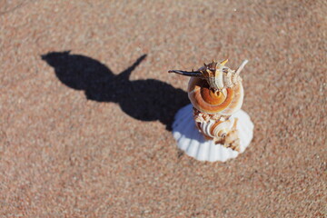 Sea shells on the beach. Sandy beach with waves. Summer vacation concept. Holidays by the sea