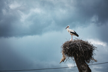stork in the nest