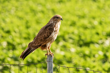 The common buzzard (Buteo buteo) is a medium-to-large bird of prey which has a large range